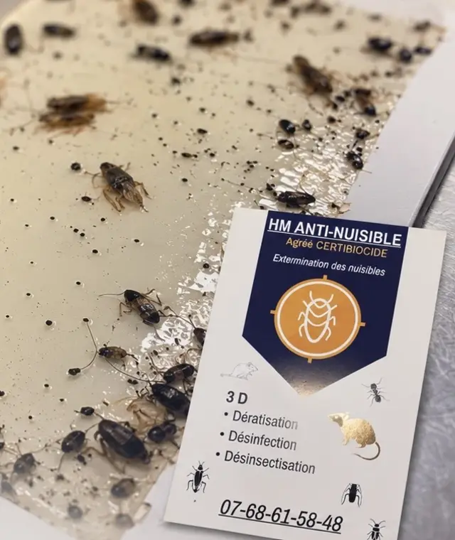 Intervention HM Anti-Nuisible