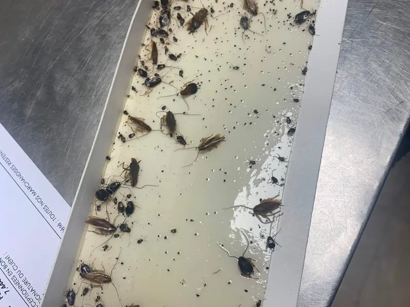Résultat d'un traitement insectes